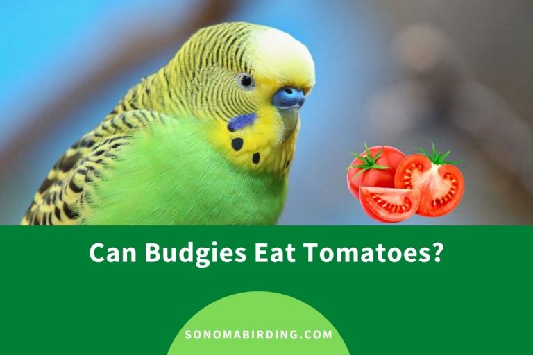 Can Budgies Eat Tomatoes? Sonoma Birding