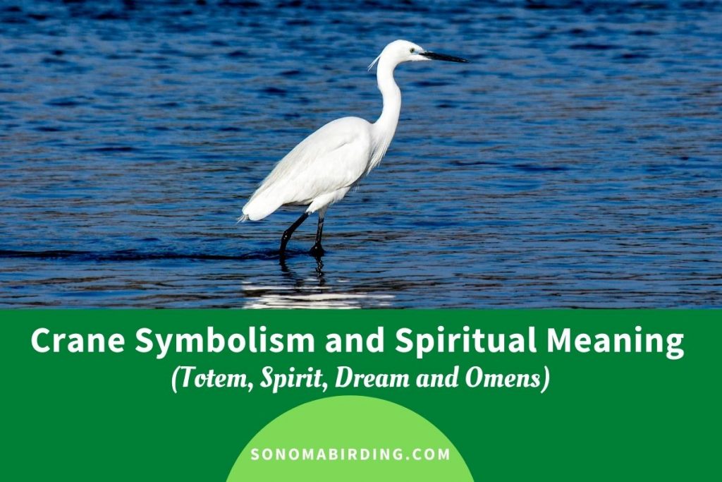 Crane Symbolism and Meaning (Totem, Spirit and Omens) - Sonoma Birding Crane Symbolism and Meaning (Totem, Spirit and Omens) - Sonoma Birding