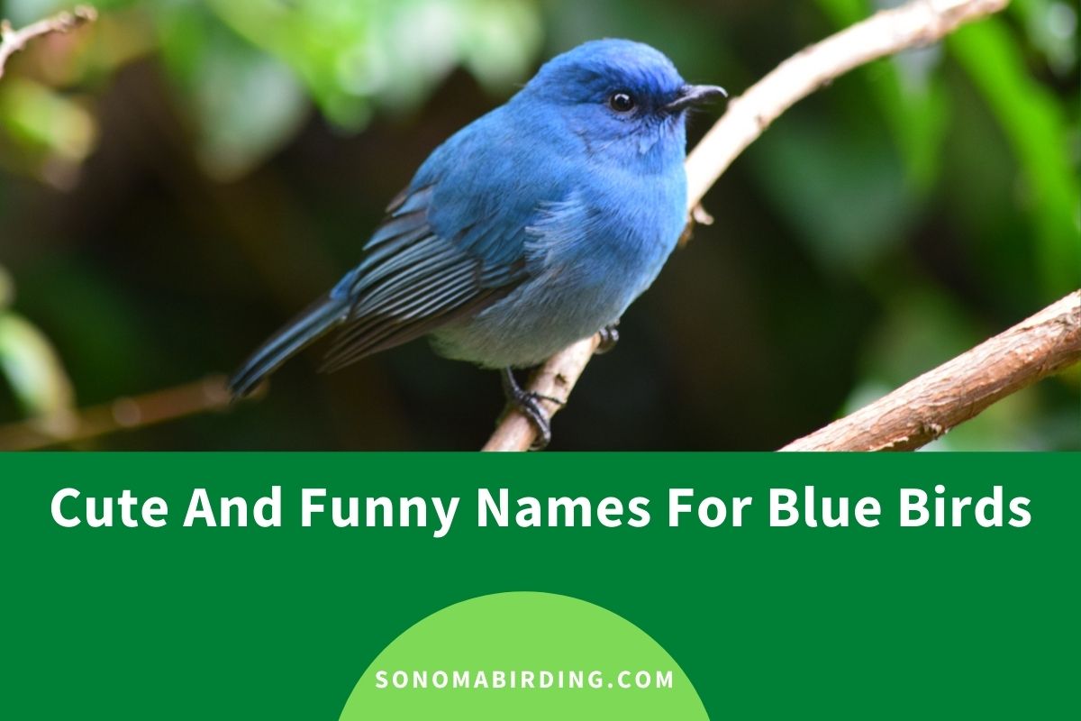 Cute and Funny Blue Bird Names