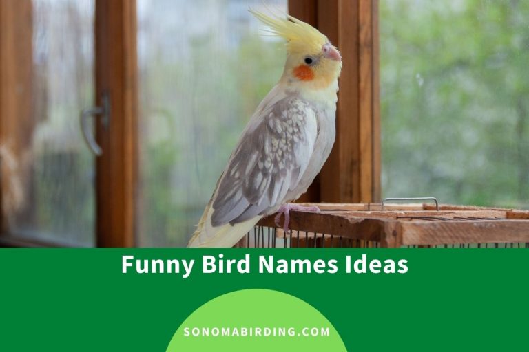 200 Funny Bird Names Hilarious Names For Pet Birds Sonoma Birding 200-funny-bird-names-hilarious-names-for-pet-birds-sonoma-birding