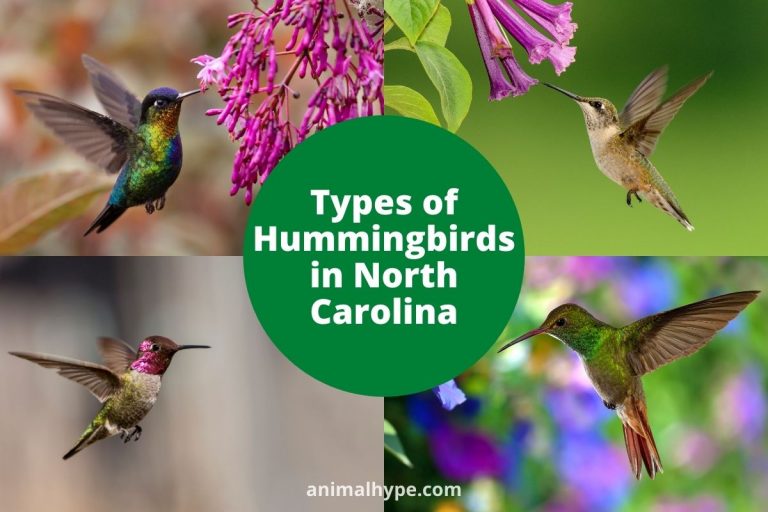 8 Types of Hummingbirds in North Carolina Sonoma Birding