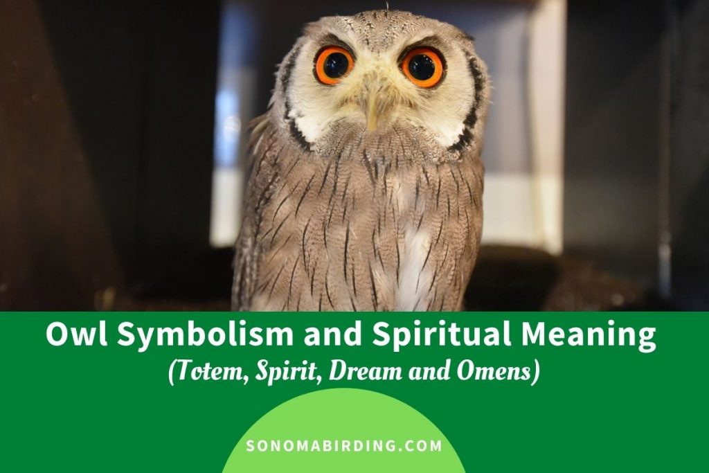 owl-symbolism-and-meaning-totem-spirit-dream-and-omens-sonoma-birding