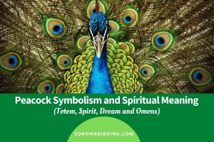 symbolism totem omens