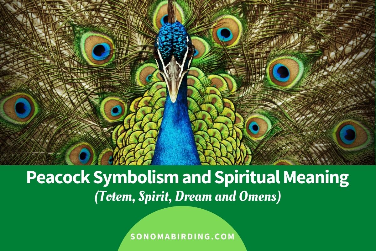 Peacock Symbolism and Meaning (Totem, Spirit and Omens ...