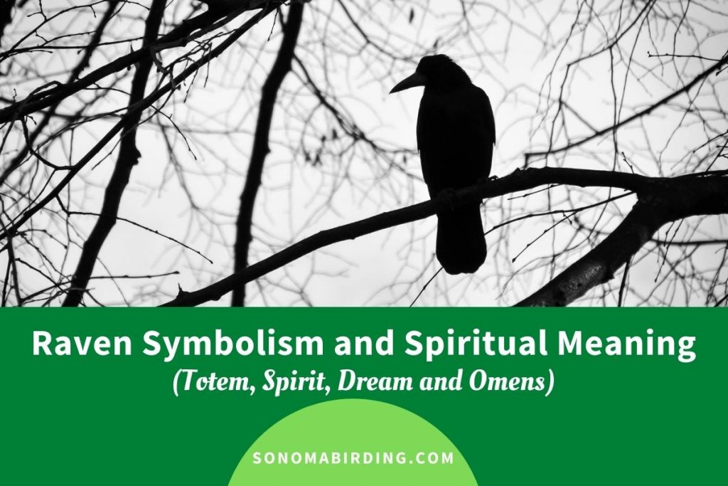 Raven Symbolism and Meaning (Totem, Spirit and Omens) Sonoma Birding