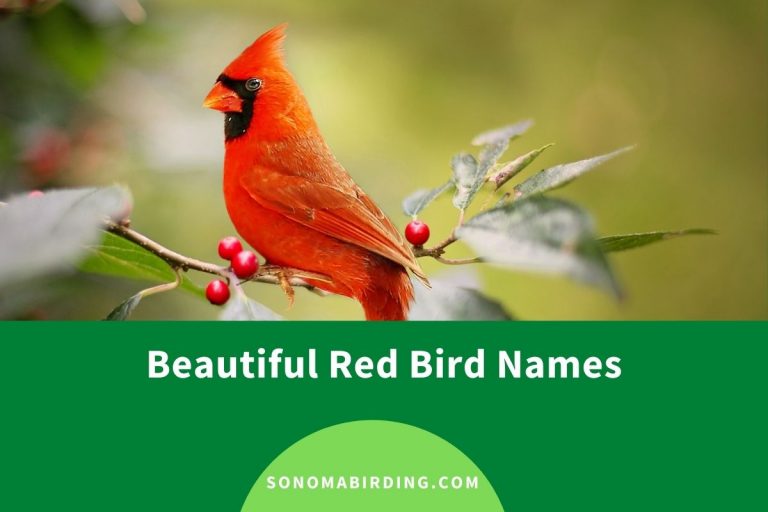 200+ Beautiful Red Bird Names Sonoma Birding