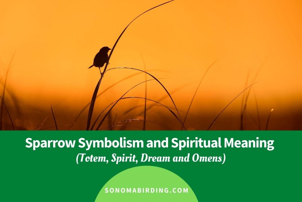 Sparrow Symbolism and Meaning (Totem, Spirit and Omens) Sonoma Birding