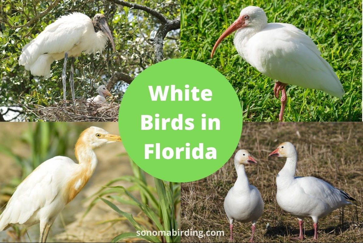 White Birds in Florida