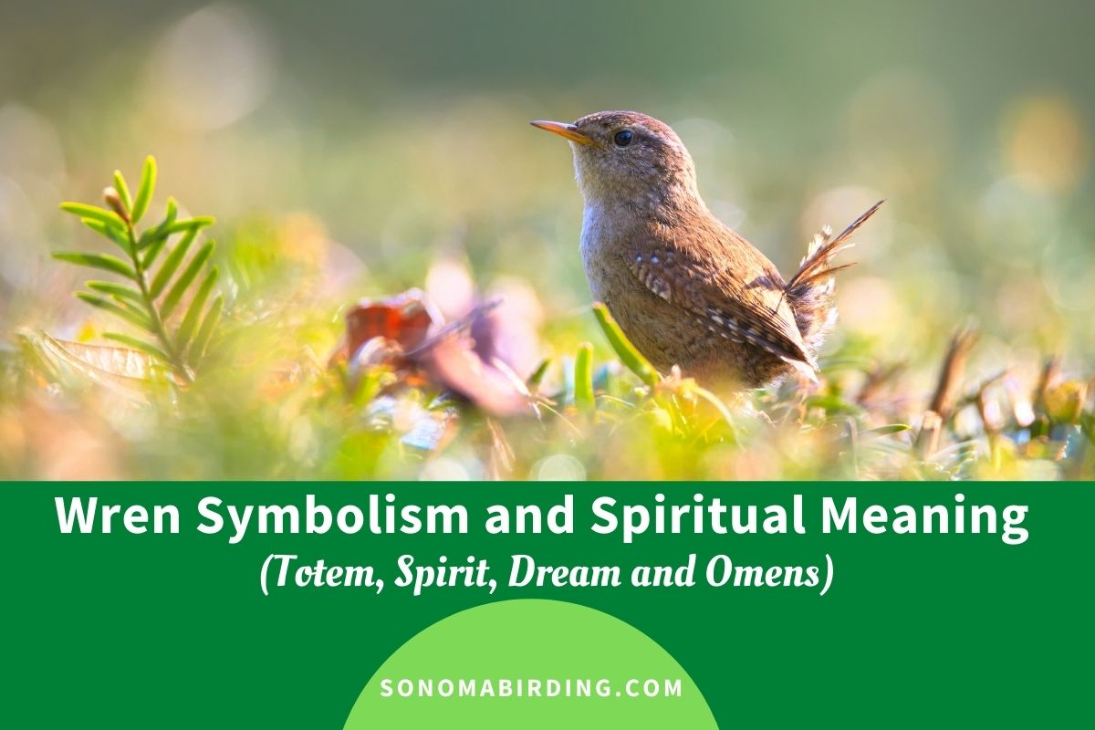 Wren Symbolism And Meaning Spirit Totem And Omens Sonoma Birding