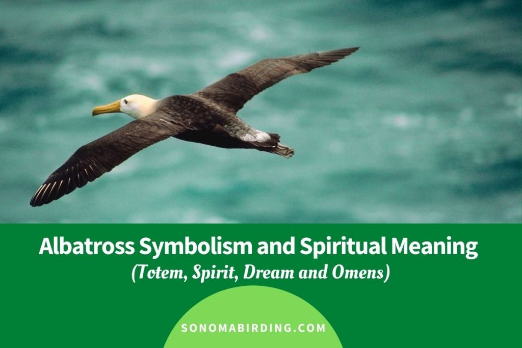 Albatross Symbolism and Spiritual Meaning - Sonoma Birding Albatross Symbolism and Spiritual Meaning - Sonoma Birding