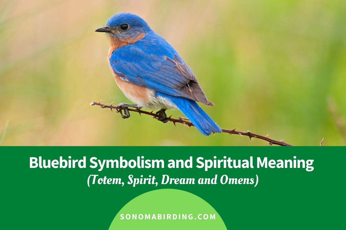 Bluebird Symbolism and Spiritual Meaning