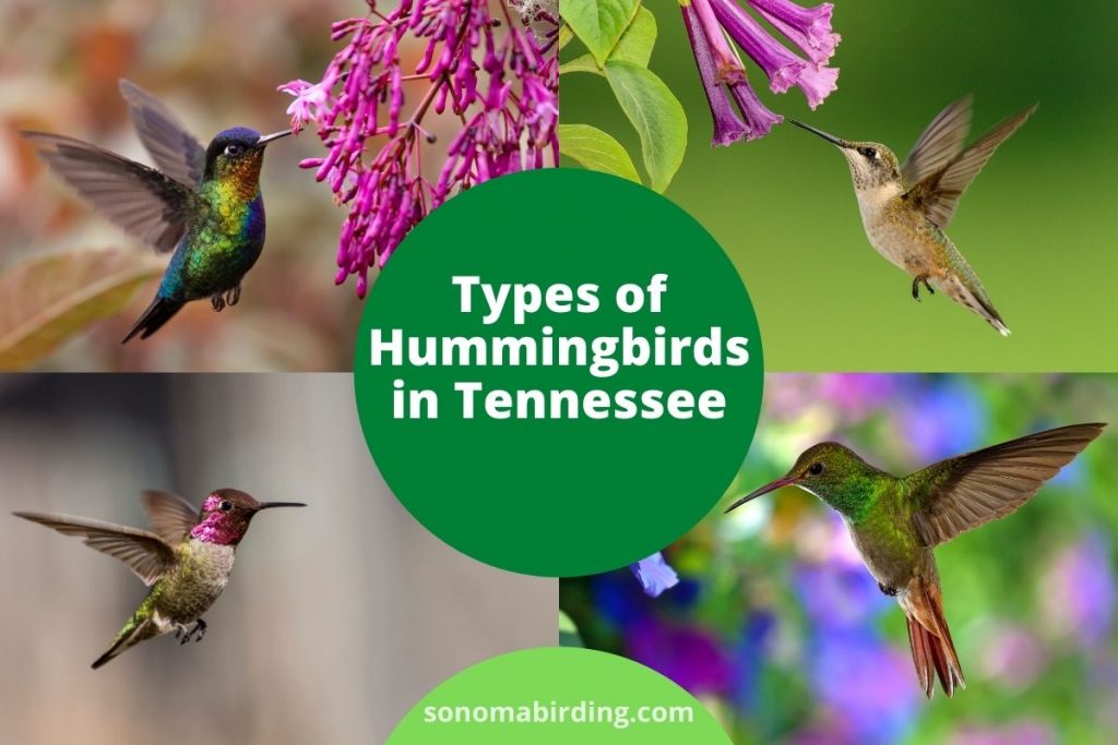6 Types of Hummingbirds in Tennessee Sonoma Birding