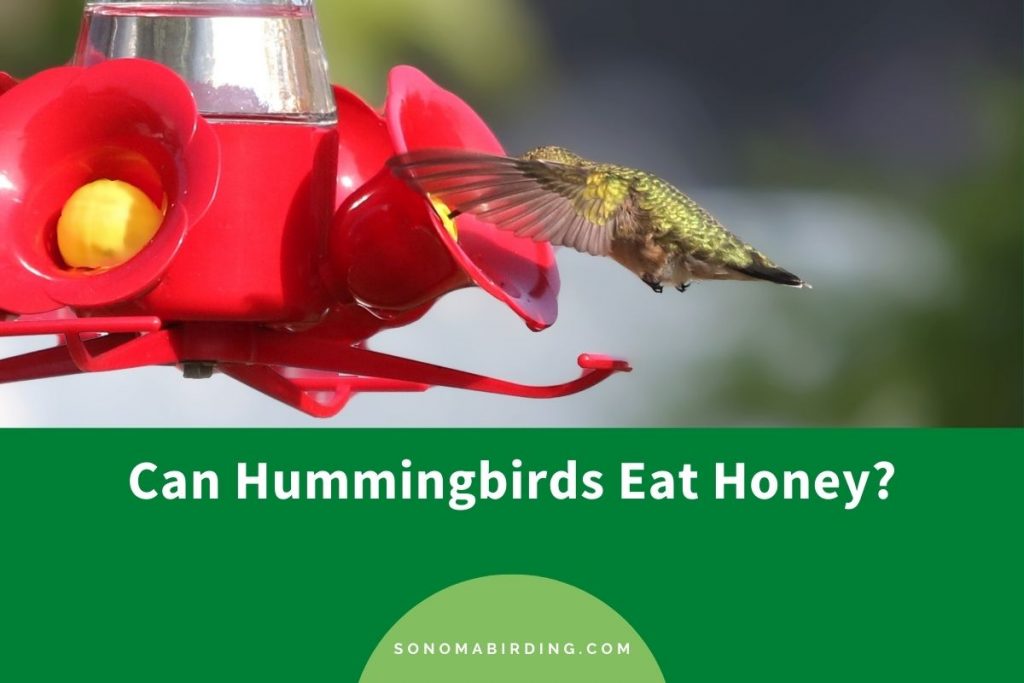 Can Hummingbirds Eat Honey? (Can You Add Honey in Hummingbird Nectar