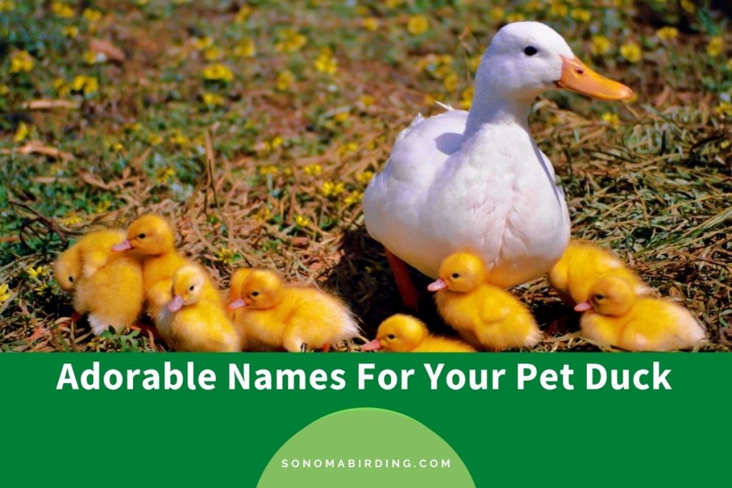 300+ Adorable Names For Your Pet Duck Sonoma Birding