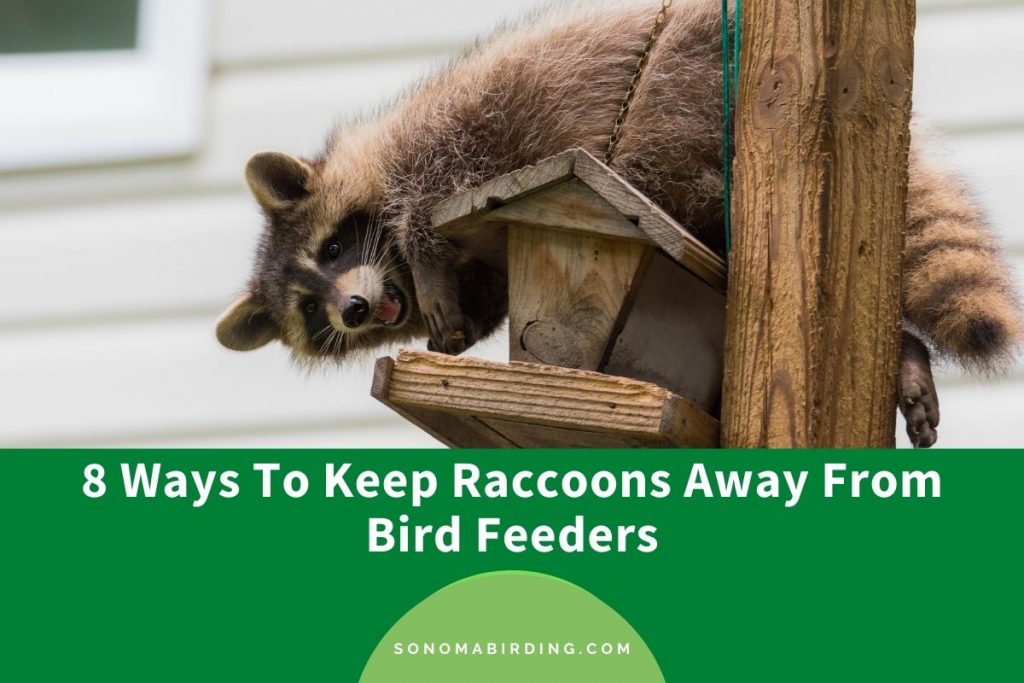 How To Keep Raccoons Away From Bird Feeders? (8 Effective Ways
