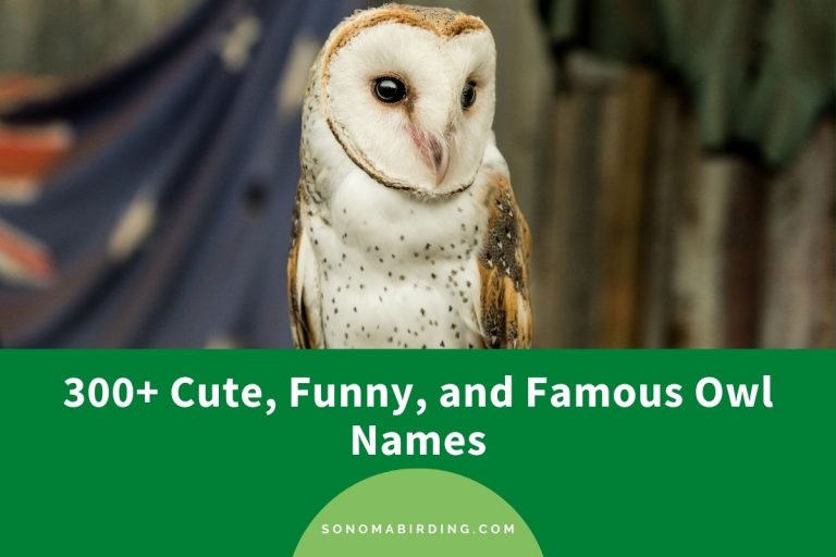 300+ Cute, Funny, and Famous Owl Names Sonoma Birding