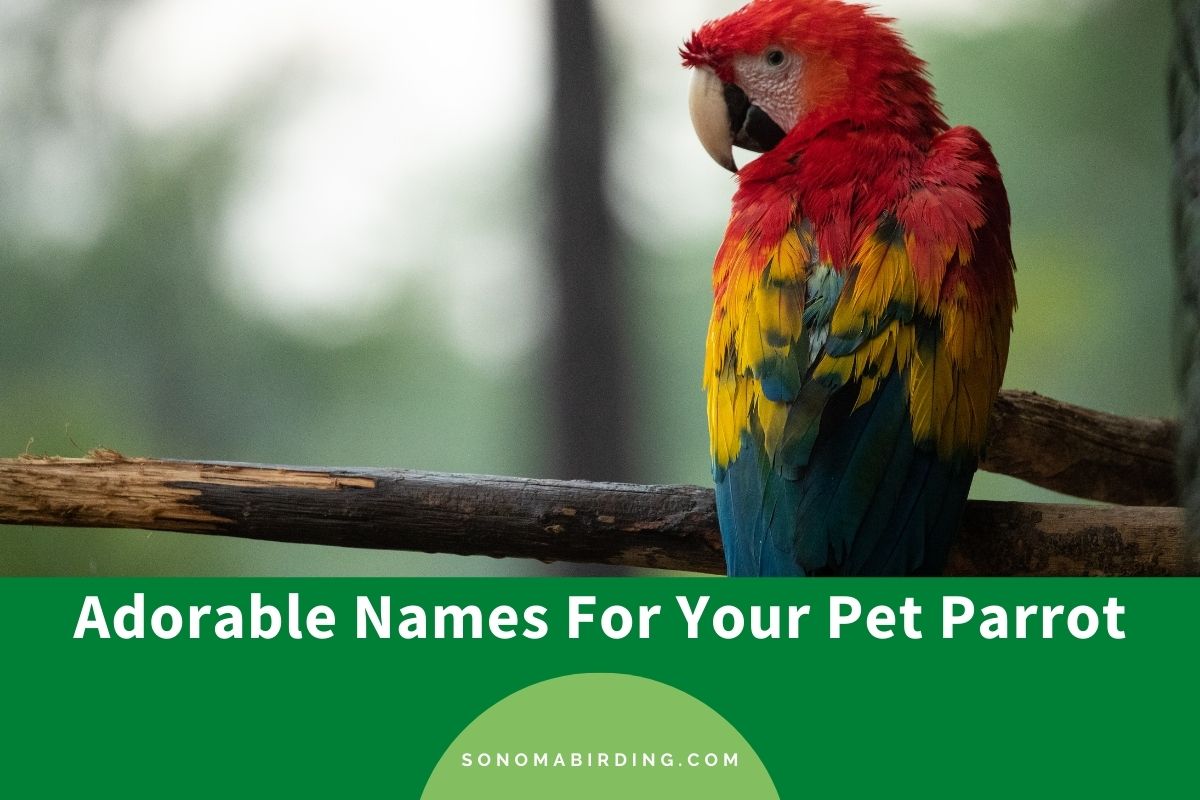 300+ Adorable Names For Your Pet Parrot - Sonoma Birding 300+ Adorable Names For Your Pet Parrot - Sonoma Birding