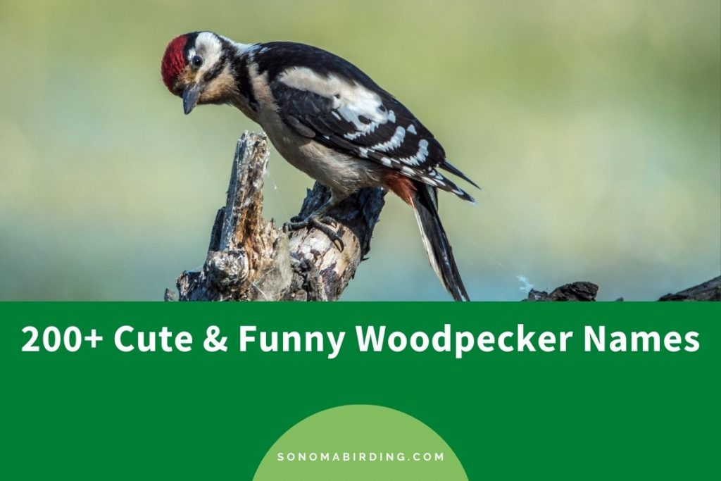 200+ Cute & Funny Woodpecker Names Sonoma Birding