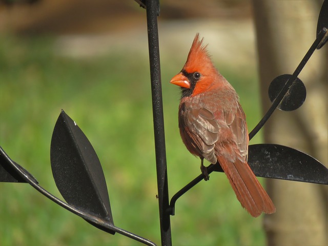 Cardinals lifespan