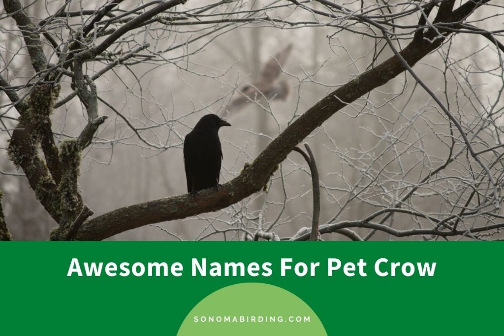 250+ Awesome Names For Pet Crow - Sonoma Birding