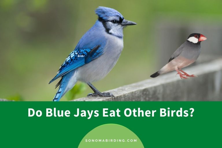 Do Blue Jays Eat Other Birds? Sonoma Birding
