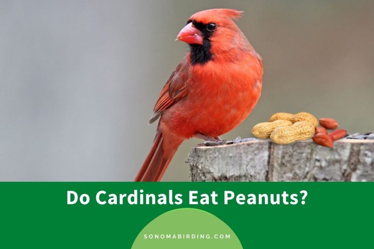 Do Cardinals Eat Peanuts? Sonoma Birding