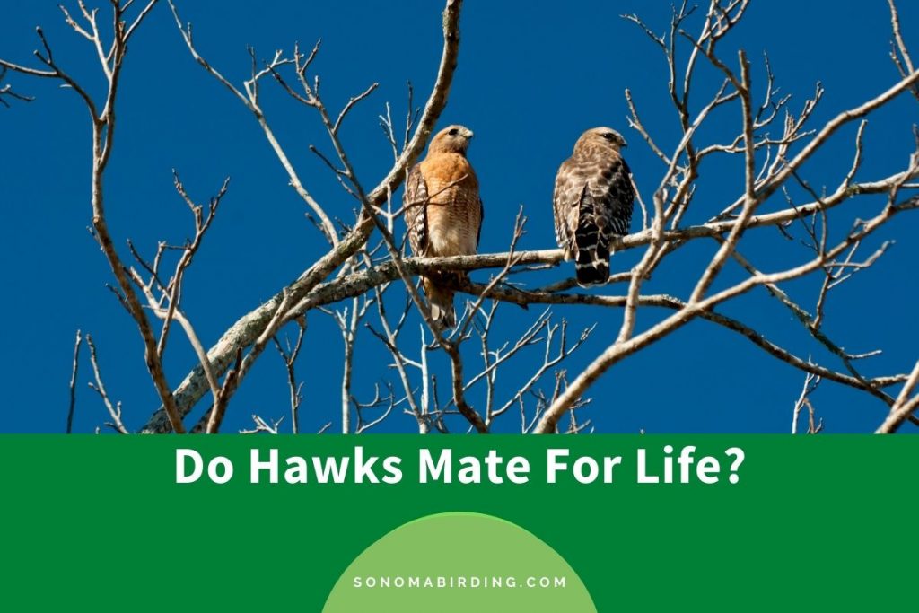 Do Hawks Mate For Life? Sonoma Birding