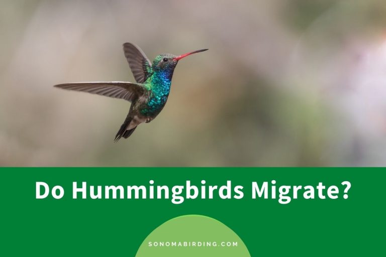 Do Hummingbirds Migrate? (Everything You Need To Know) Sonoma Birding