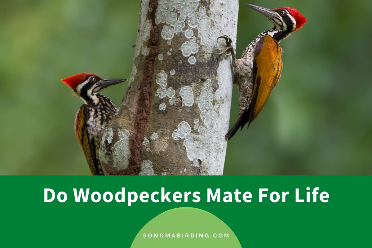 Do Woodpeckers Mate For Life