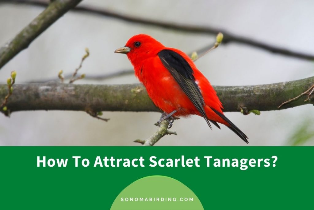 How To Attract Scarlet Tanagers To Your Yard? (5 Effective Ways
