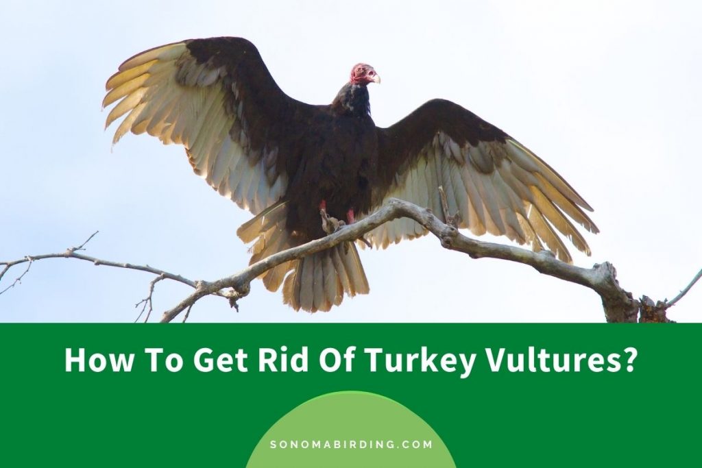 How To Get Rid Of Turkey Vultures? (9 Effective Ways) Sonoma Birding