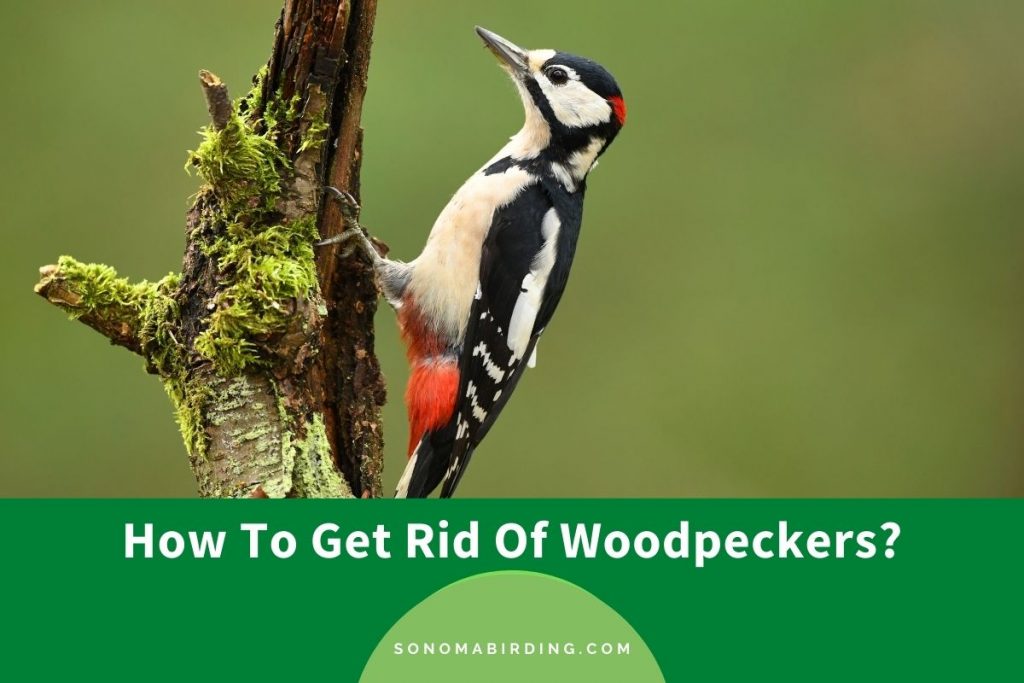 how-to-get-rid-of-woodpeckers-7-effective-measures-sonoma-birding