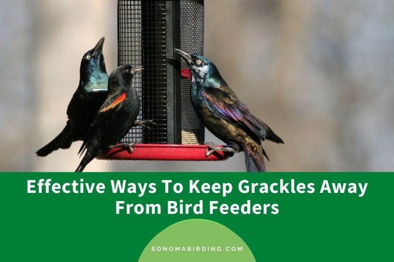 How To Keep Grackles Away From Bird Feeders? (5 Effective Ways