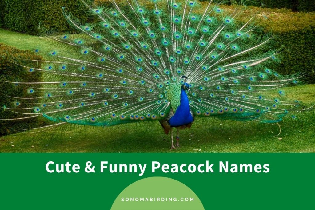 200 Cute and Funny Peacock Names - Sonoma Birding 200 Cute and Funny Peacock Names - Sonoma Birding