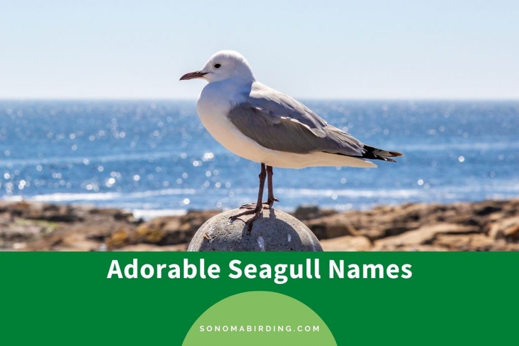 200+ Adorable Seagull Names Sonoma Birding