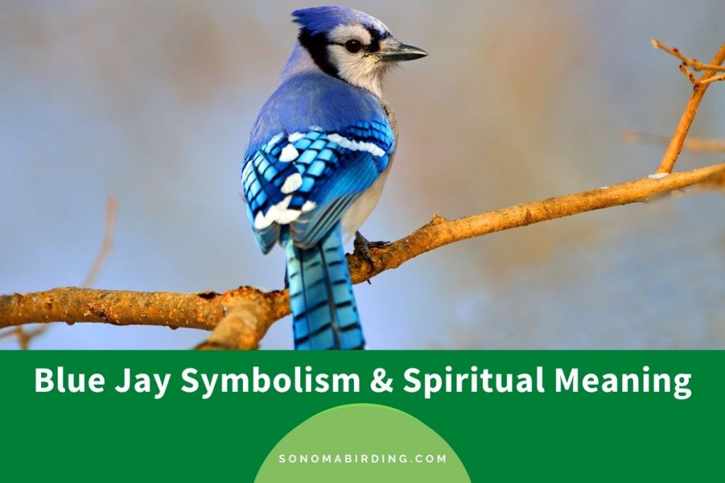 Blue Jay Symbolism and Meaning (Totem, Spirit, and Omens) Sonoma Birding
