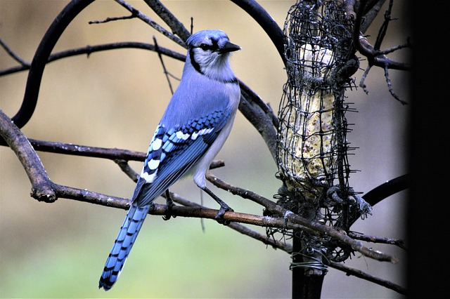 Blue Jay symbolism