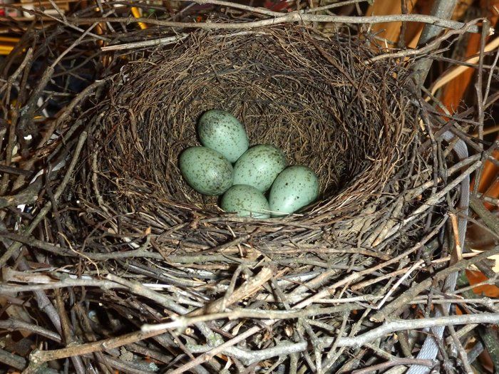 Blue Jays Nest