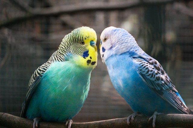 Budgies