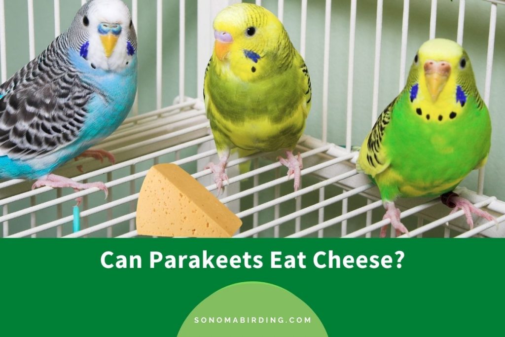 Can Parakeets Eat Cheese? - Sonoma Birding