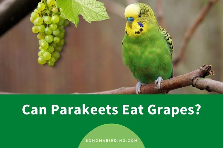 Can Parakeets Eat Grapes? Sonoma Birding