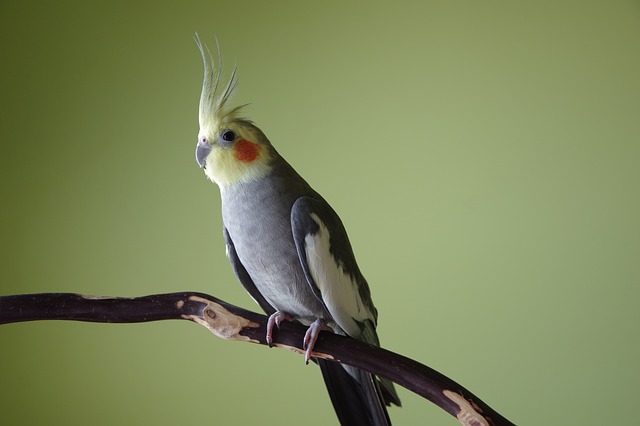 Cockatiels