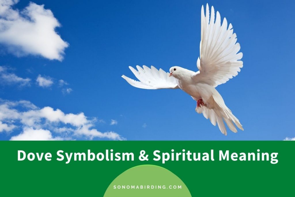 Dove Symbolism and Meaning (Totem, Spirit, and Omens) Sonoma Birding