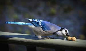 Blue Jay Symbolism and Meaning (Totem, Spirit, and Omens) - Sonoma Birding