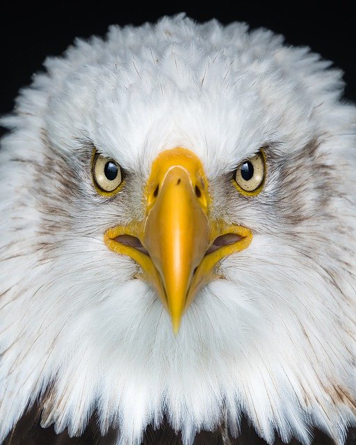 Eagle Spirit Animal