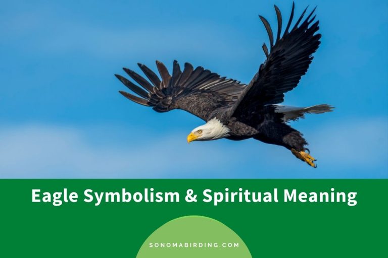 Eagle Symbolism and Meaning (Totem, Spirit, and Omens) Sonoma Birding