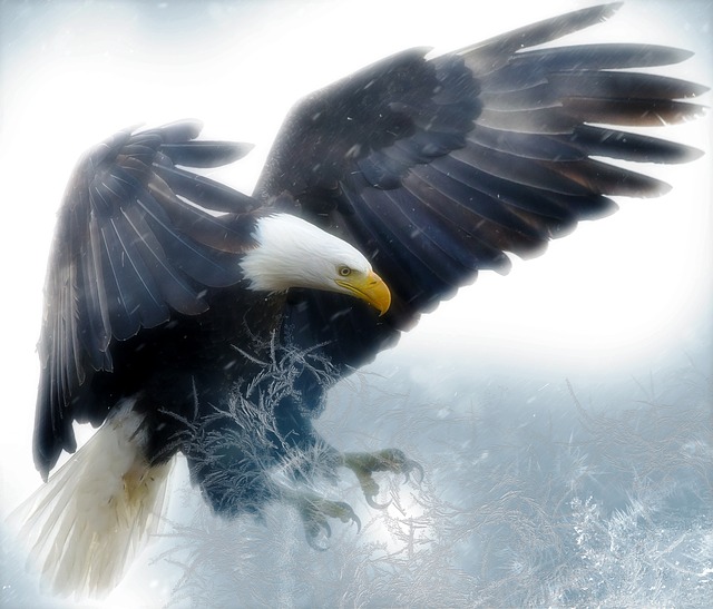 Eagle Symbolism