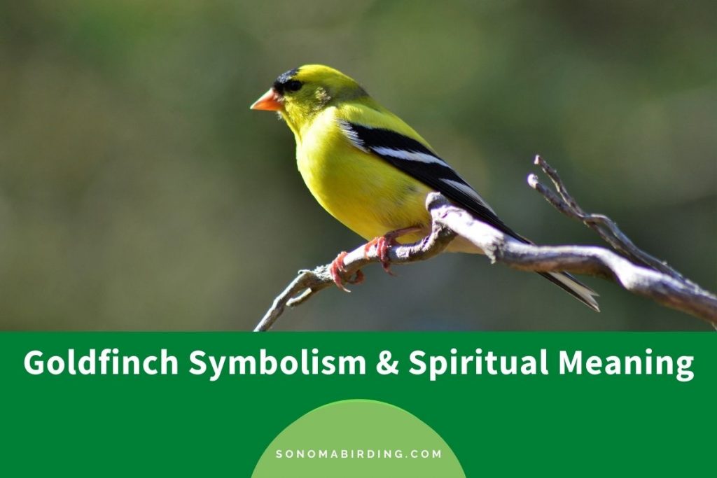 Goldfinch Symbolism and Meaning (Totem, Spirits, and Omens) Sonoma