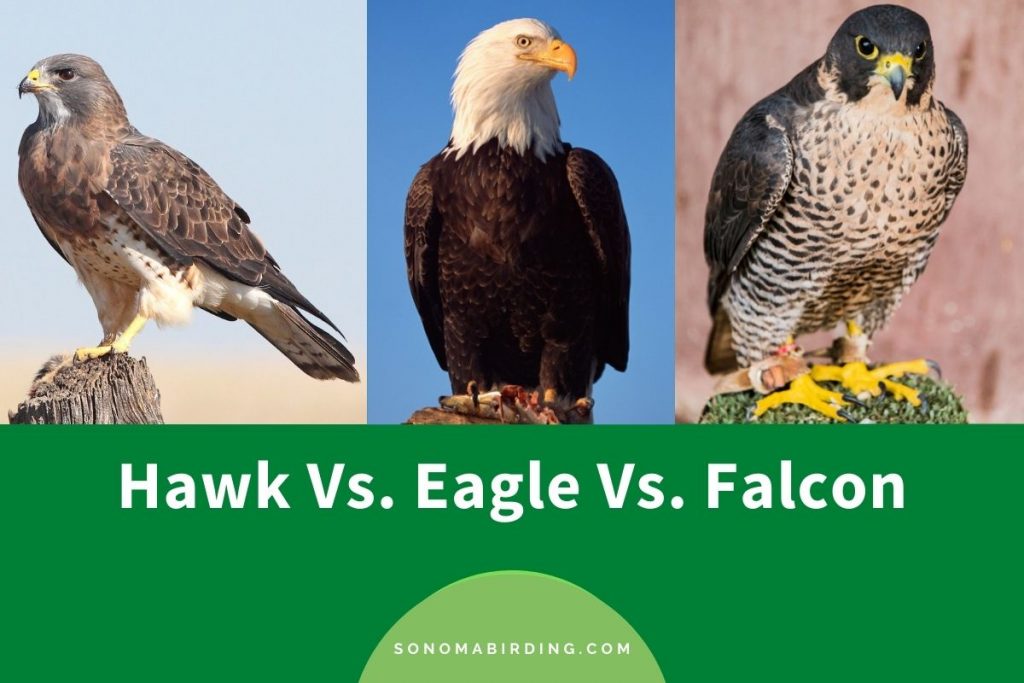 Hawk vs Eagle vs Falcon What’s The Difference? Sonoma Birding