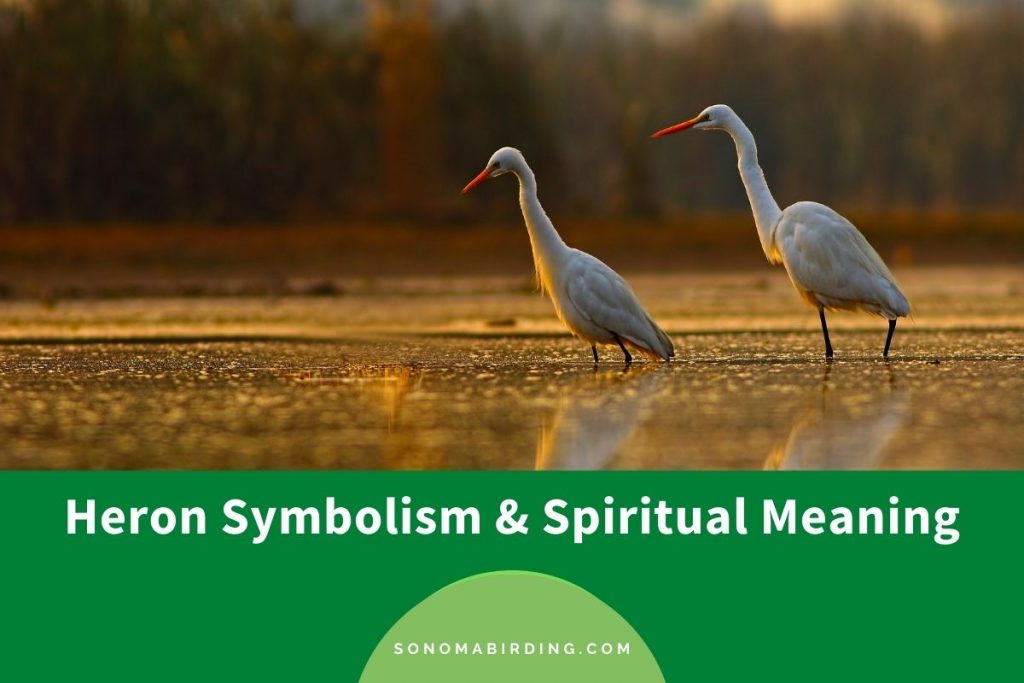 Heron Symbolism and Spiritual Meaning (Totem, Spirit, and Omens) - Sonoma Birding Heron Symbolism and Spiritual Meaning (Totem, Spirit, and Omens) - Sonoma Birding